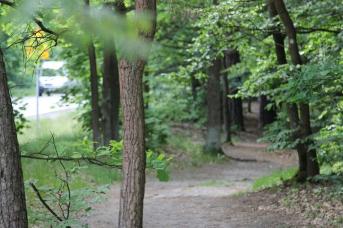 pomoc na inwestycje w lasach, pieniądze, arimr, lasy