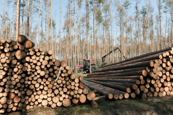 lasy państwowe, pgnig, konrad tomaszewski, dochody lasów państwowych
