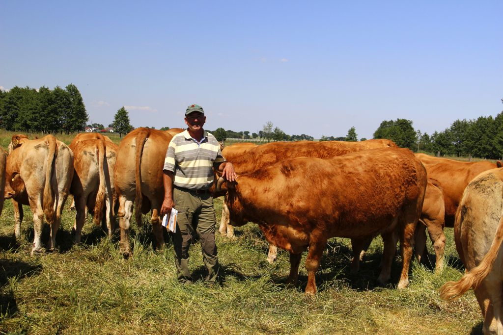 bydło mięsne limousine, hodowla