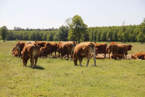 ustawa o ochronie zwierząt, odbieranie zwierząt, zwierzęta gospodarskie, krir, krajowa rada izb rolniczych