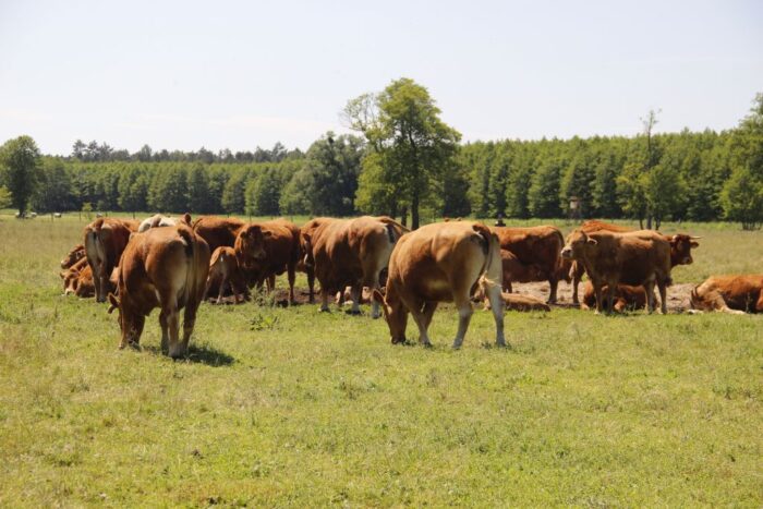 ustawa o ochronie zwierząt, odbieranie zwierząt, zwierzęta gospodarskie, krir, krajowa rada izb rolniczych
