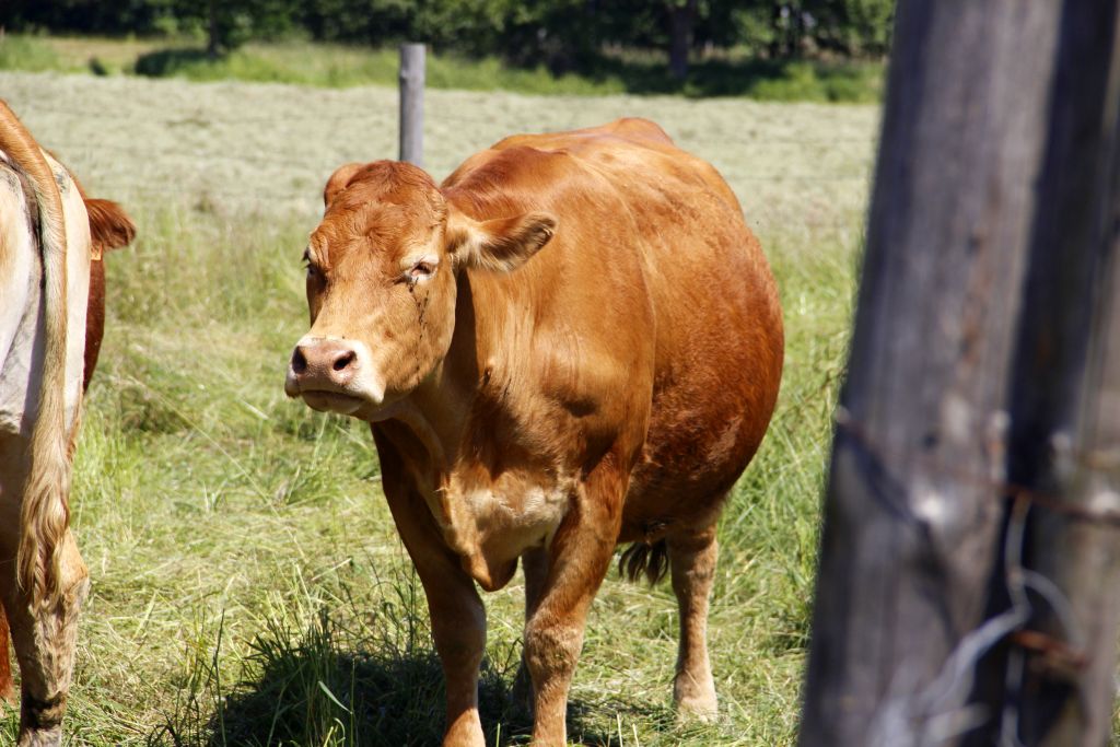 wołowina, rynek mięsa, ceny wołowiny, bydło, eksport wołowiny