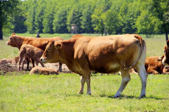 system jakości QMP, premie dla młodych rolników