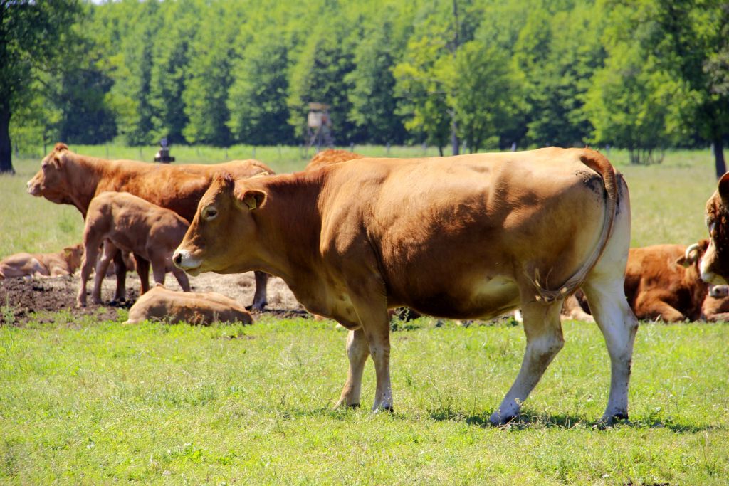system jakości QMP, premie dla młodych rolników