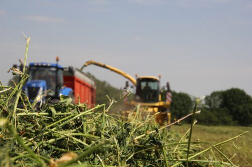 lucerna, kiszonka z lucerny, pasza objętościowa, bydło mleczne