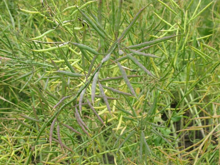 rzepak ozimy, rośliny, łuszczyny