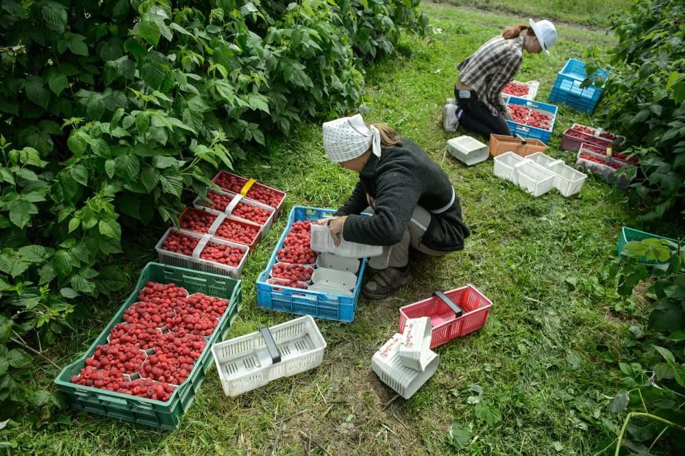 rynek hurtowy w broniszach, bronisze, maciej kmera, ceny owoców i warzyw, owoce jagodowe