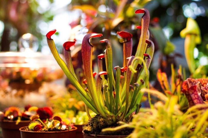 Gliwice, rośliny mięsożerne, Palmiarnia Miejskiej w Gliwicach, wystawa