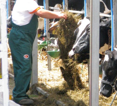 rynek mleka, producenci mleka, leszek Hądzlik, Polska Federacja Hodowców Bydła i Producentów Mleka