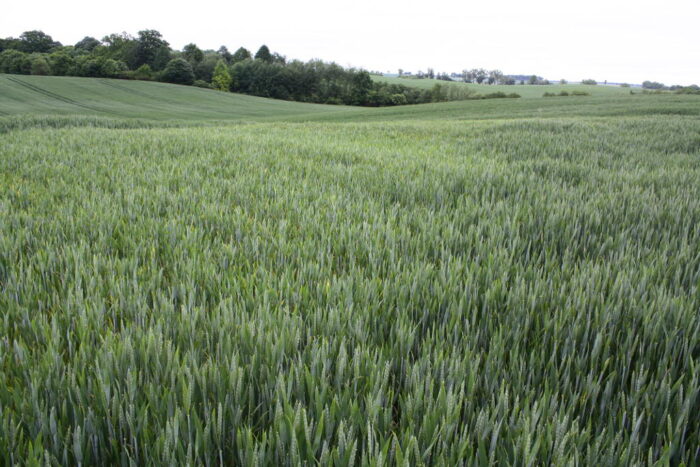 pszenica, zgorzel podstawy źdźbła