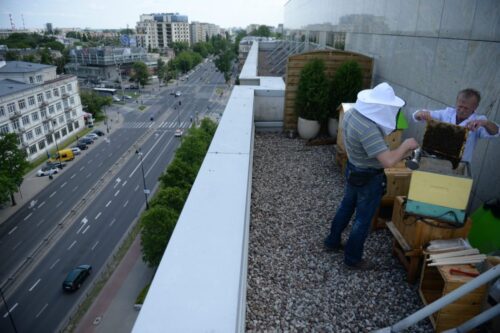 pasieka w mieście, warszawa, pszczelarstwo, marek barzyk