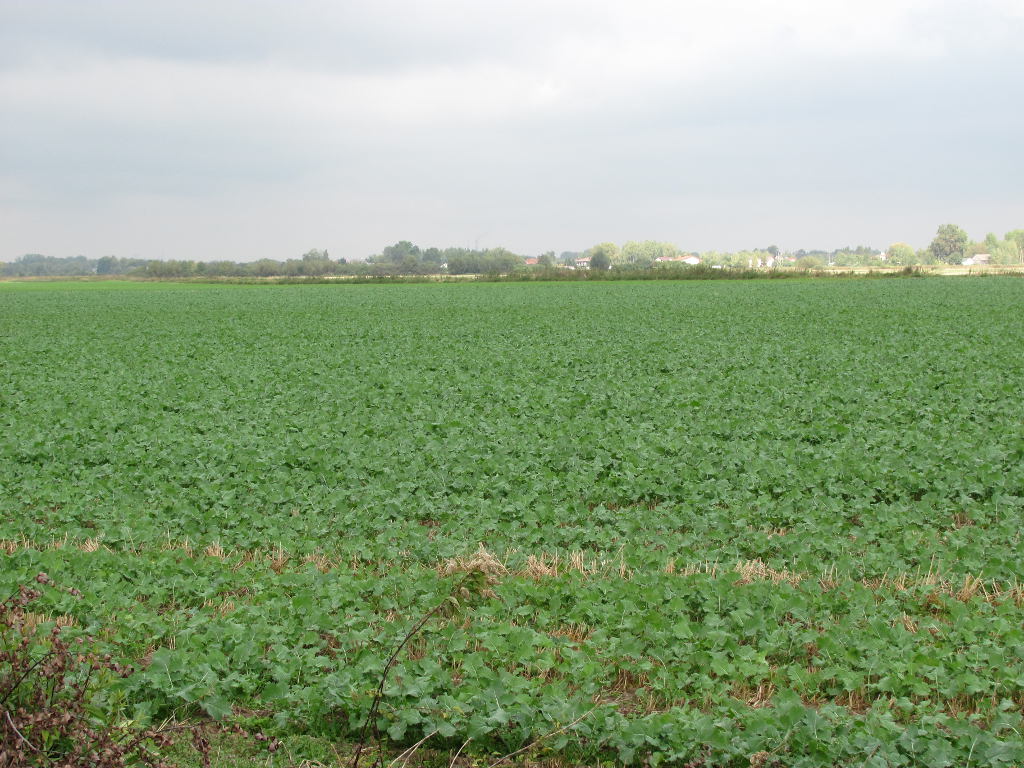zwalczanie kiły kapusty, IGR PAN, rzepak ozimy, plasmodiophora brassicae, odmiany odporne na kiłę kapusty