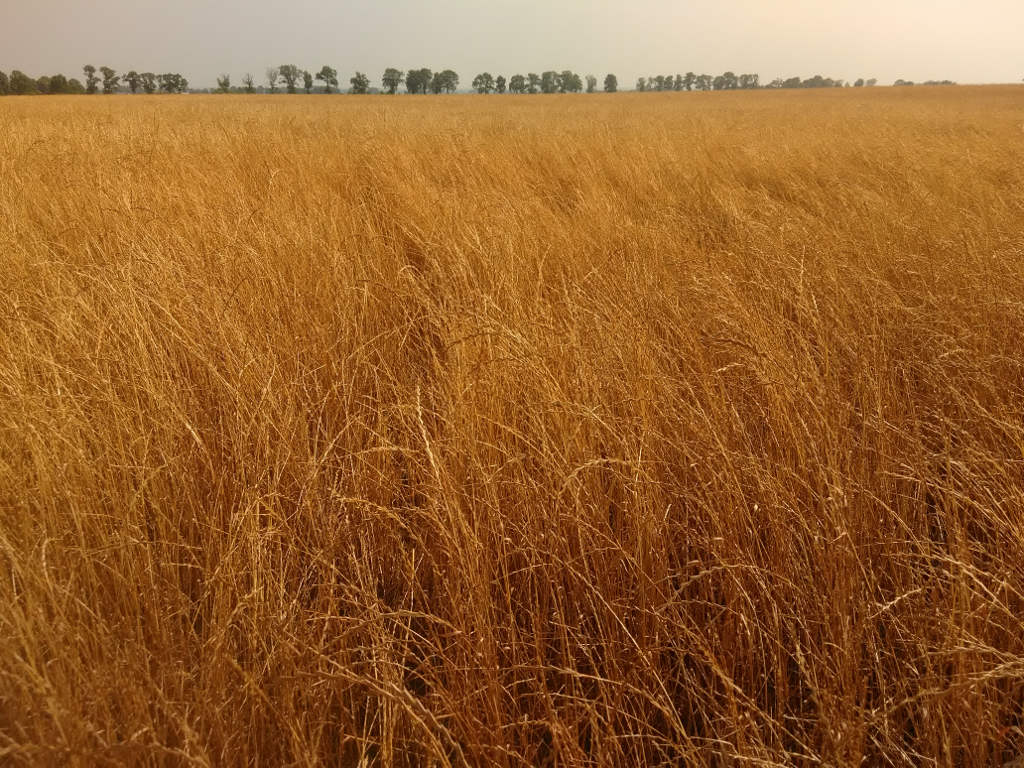 życica wielokwiatowa, plantacja