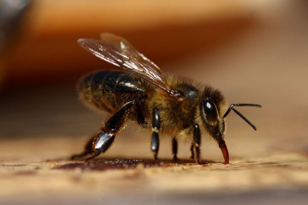 podkarpacie, Tadeusz Dylon, Wojewódzki Związek Pszczelarzy w Rzeszowie, rzeszów