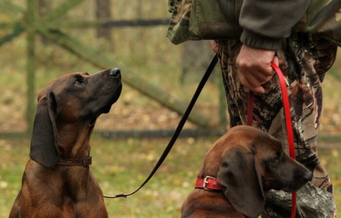 prawo łowieckie, szkody łowieckie, ministerstwo środowiska