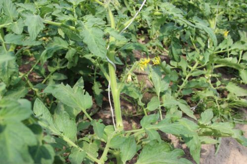 pomidory, promocja warzyw, pomidory dobre z natury