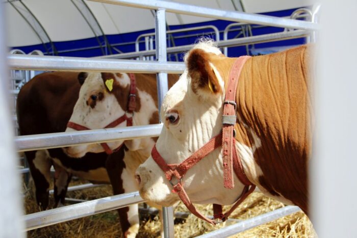 Agro Targi w Lubaniu, pomorskie targi