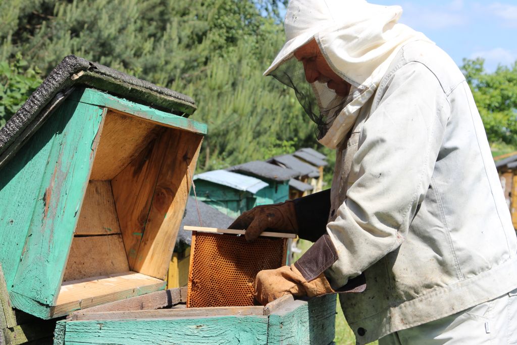 pszczoły, ControlBee, startup ControlBee, Kamil Goliszewski, Adam Świątkowski, kradzieże pszczół, kradzieże uli