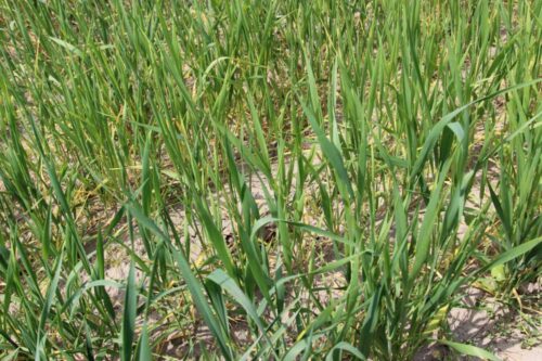 euronext w paryżu, cbot w chicago, notowania pszenicy, notowania kukurydzy