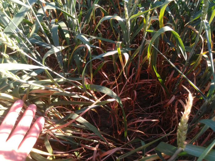 pszenica jara, żdźbła, liście, ręka, łan