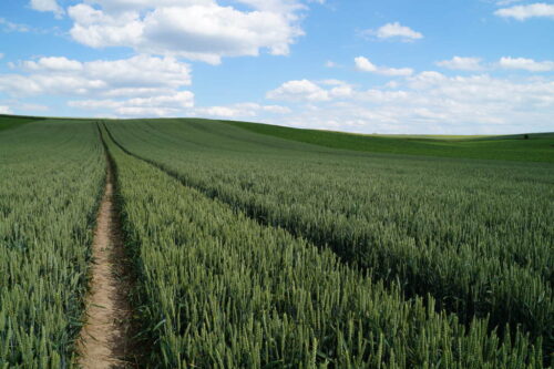 euronext w paryżu, cbot w chicago, notowania pszenicy, notowania kukurydzy