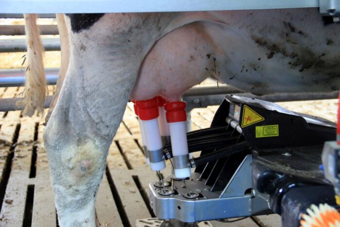 platforma Global Dairy Trade, Polish Dairy, produkty mleczarskie, produkcja mleka, mleko w proszku