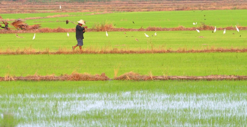 ryż, pola ryżowe, japonia, Instytut Archeologiczny w Kashiharze