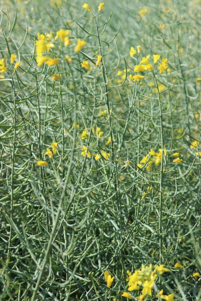 rzepak, soja, euronext w paryżu, cbot w chicago