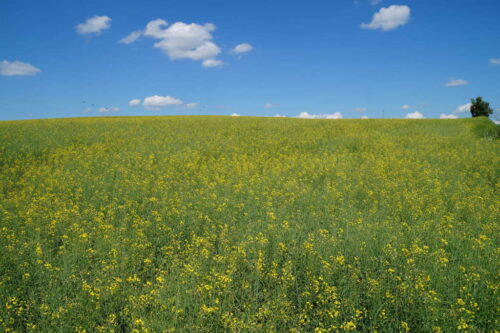 rzepak jary, Brodzica