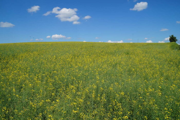 rzepak jary, Brodzica