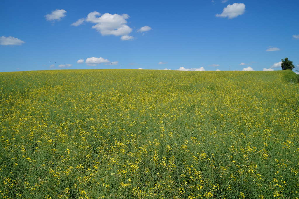 rzepak jary, Brodzica