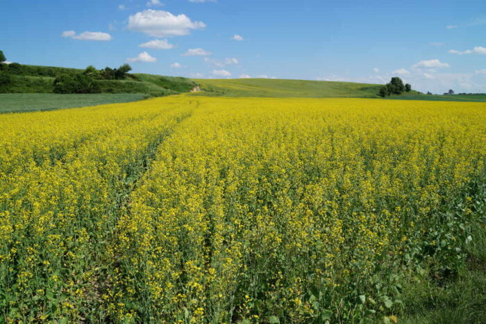 rośliny oleiste, rzepak, słonecznik, soja, przerób oleistych, zapasy oleistych