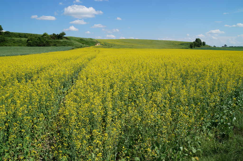 rośliny oleiste, rzepak, słonecznik, soja, przerób oleistych, zapasy oleistych
