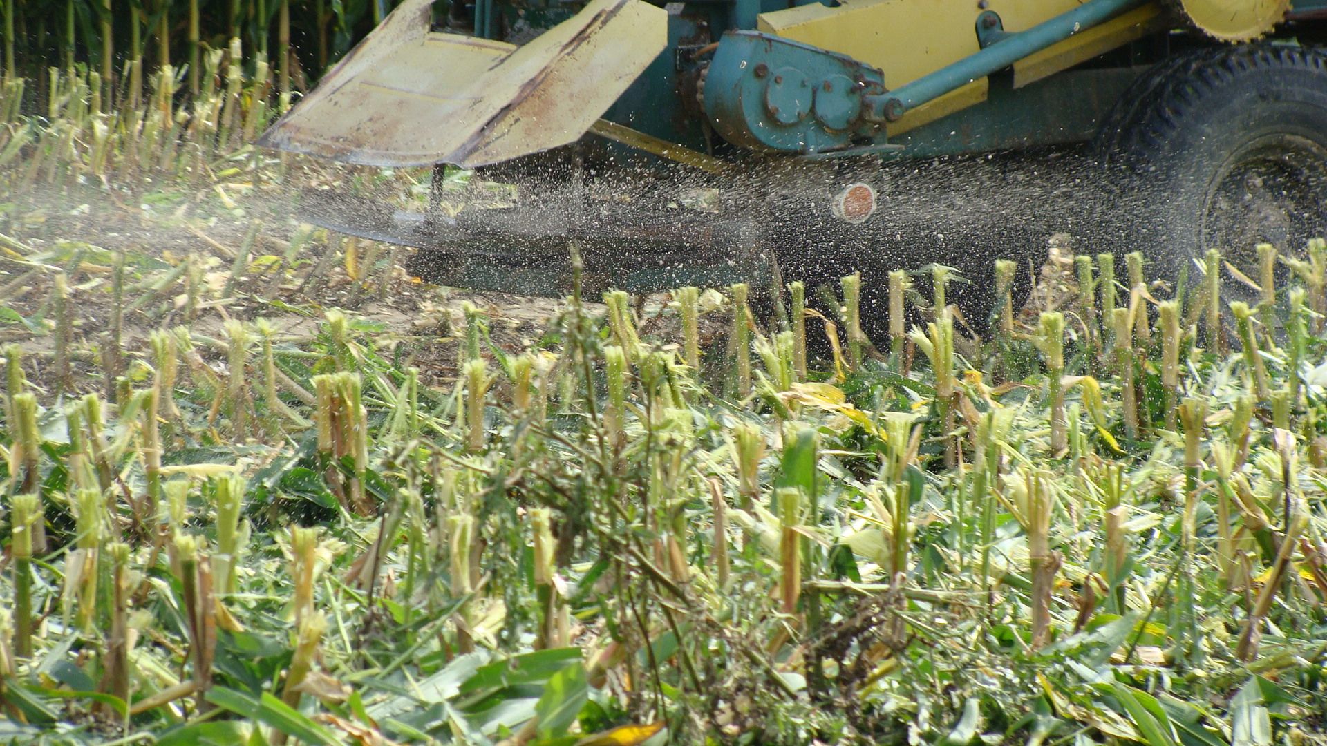 dopłaty do materiału siewnego, Agencja Rynku Rolnego, materiał siewny