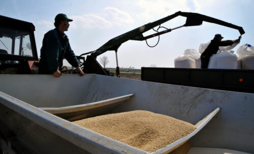 dopłaty do materiału siewnego, Agencja Rynku Rolnego, materiał siewny