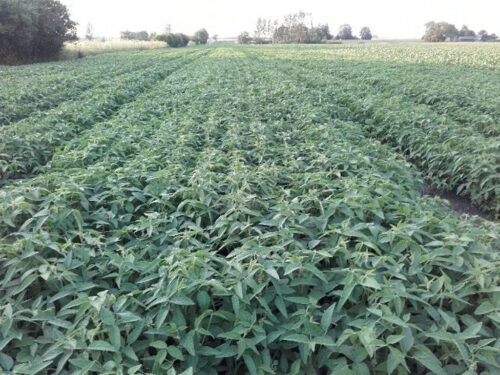 soja, plantacja, Sahryń