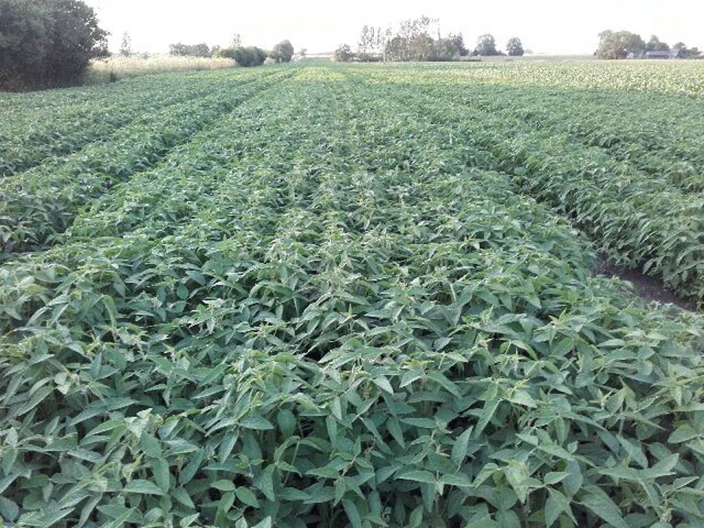 soja, plantacja, Sahryń