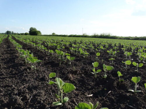 uprawa soi, technologia uprawy soi, RSP Bielczanka, nawożenie soi, szczepienie nasion soi, siew soi, ochrona soi