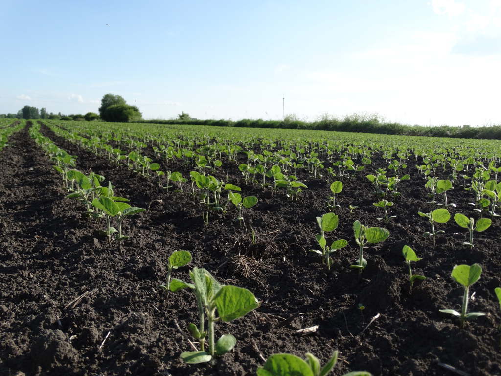 uprawa soi, technologia uprawy soi, RSP Bielczanka, nawożenie soi, szczepienie nasion soi, siew soi, ochrona soi