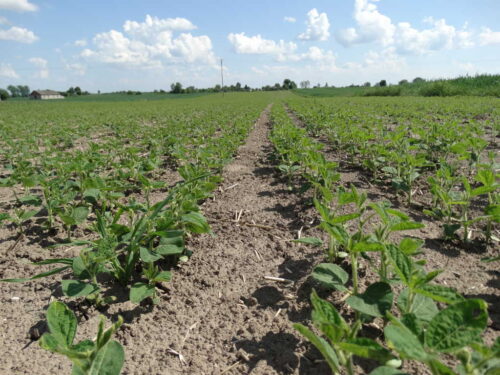 soja, pole, plantacja