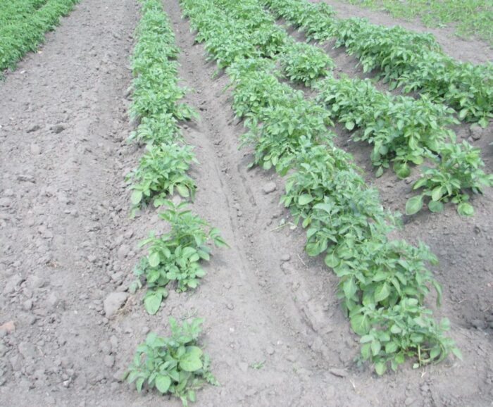 stonka ziemniaczana, ziemniaki, plantacje ziemniaków, wiorin