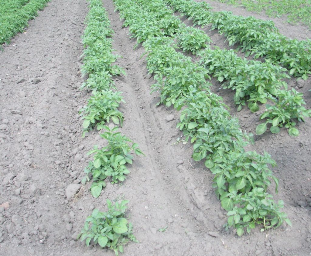 stonka ziemniaczana, ziemniaki, plantacje ziemniaków, wiorin