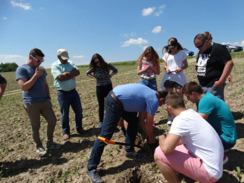 studenci, Wiesław Gryn, kukurydza