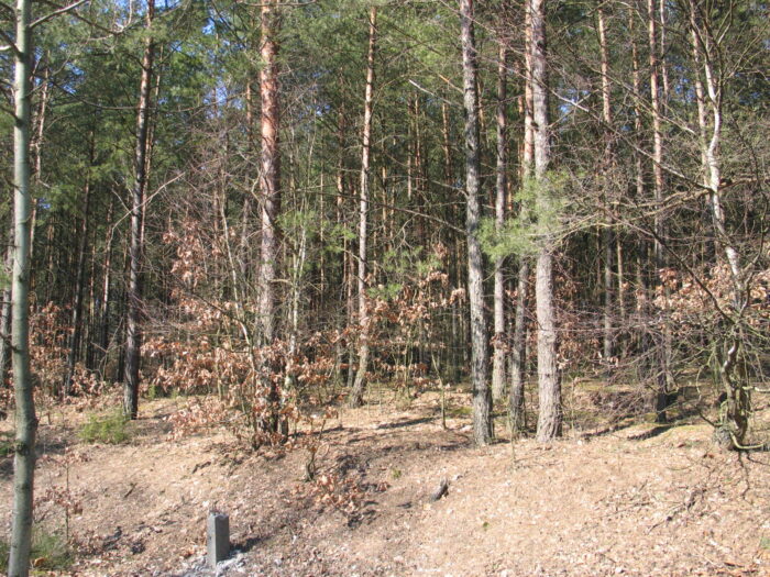 susza, susza w lesie, lasy państwowe, Hanna Bednarek-Kolasińska