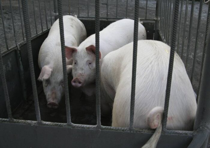 Instytut Ekonomiki Rolnictwa i Gospodarki Żywnościowej, poglowie świń w polsce, trzoda chlewna