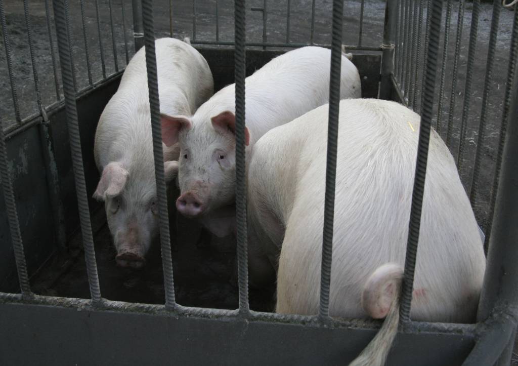 Instytut Ekonomiki Rolnictwa i Gospodarki Żywnościowej, poglowie świń w polsce, trzoda chlewna