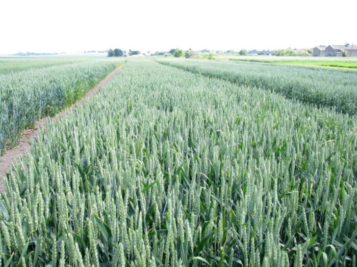 Dywersyfikacja upraw, uprawy, grunty orne, kontrole arimr, arimr