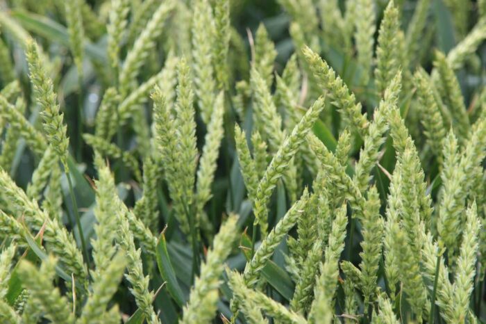 Belkar, Korvetto, Arylex, Corteva Agriscience