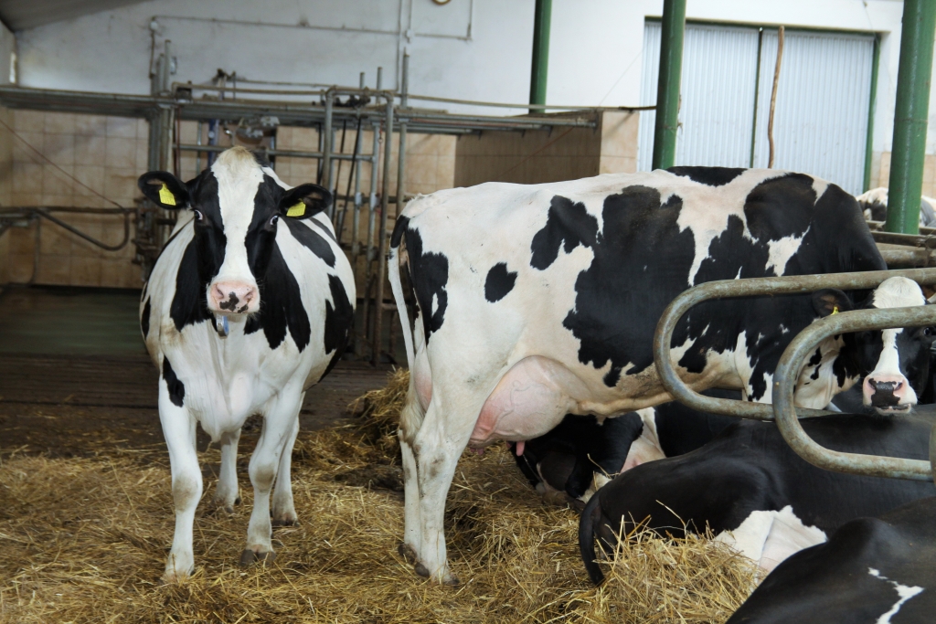 bcs, kondycja krów, krowy mleczne, zasuszenie
