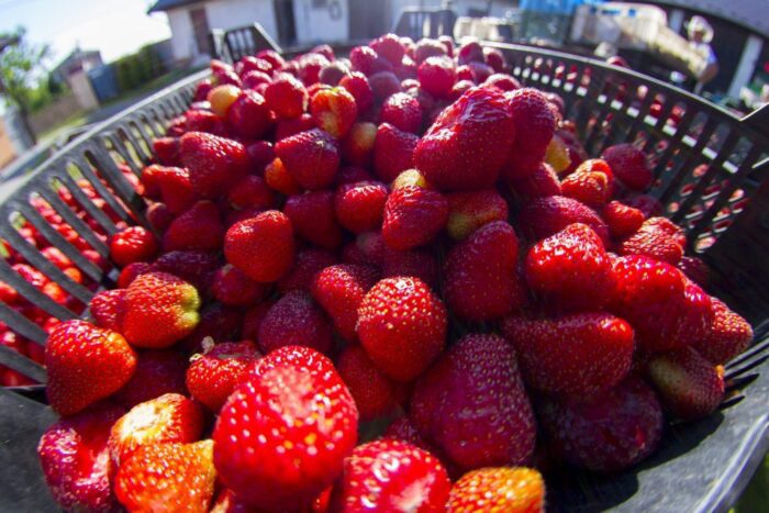 sezon truskawkowy, świętokrzyskie, bieliny, truskawki